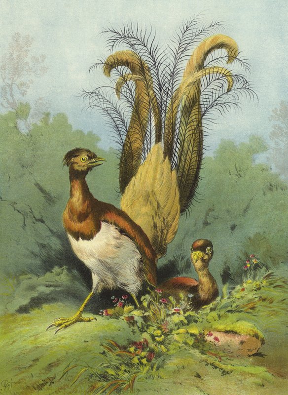 Lyrefugl (chromolitho) af Hector Giacomelli