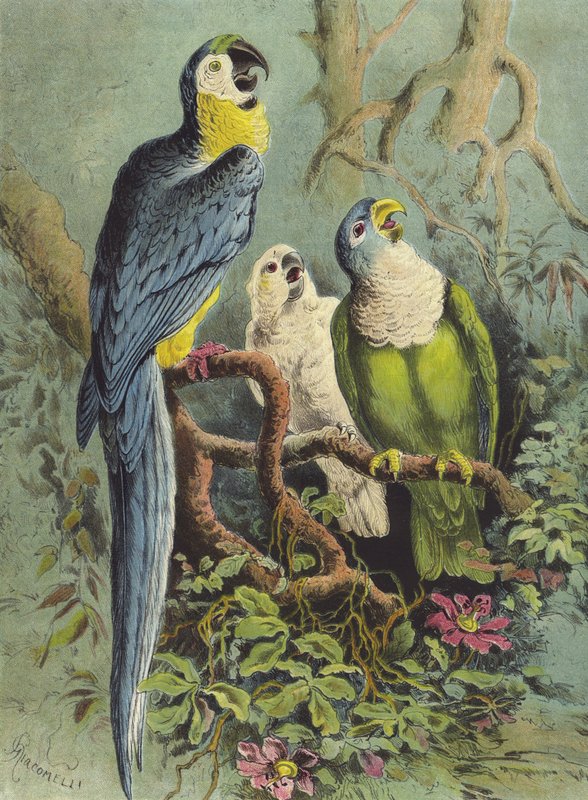Papegøjer (chromolitho) af Hector Giacomelli
