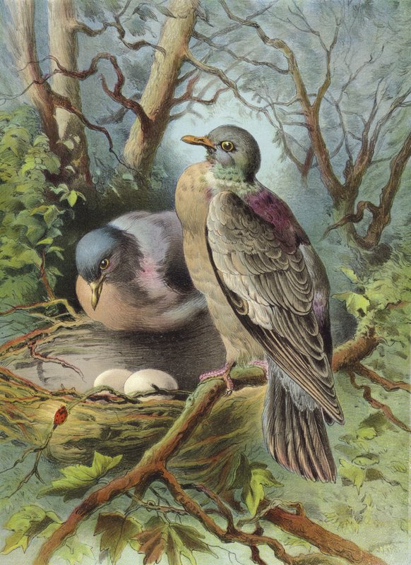 Ringdue (chromolitho) af Hector Giacomelli
