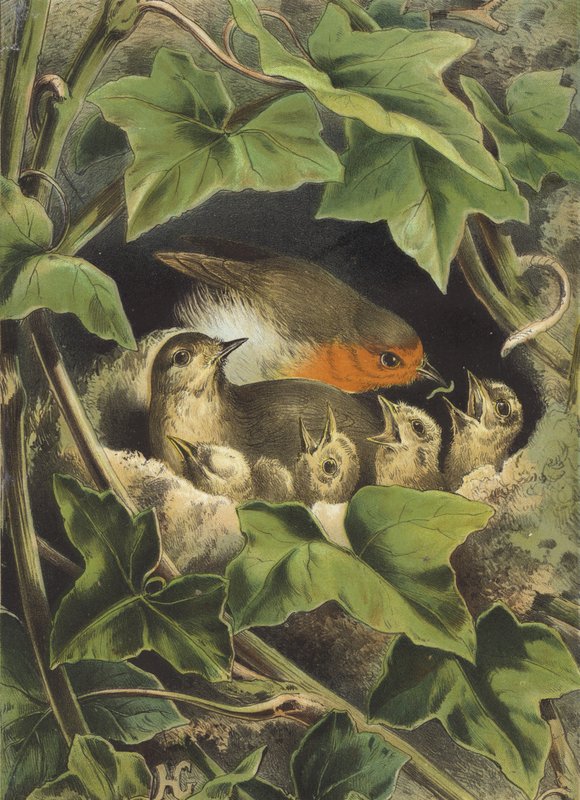 Robin, der fodrer de unge (chromolitho) af Hector Giacomelli