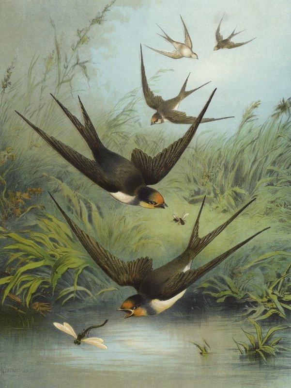 Svale (chromolitho) af Hector Giacomelli