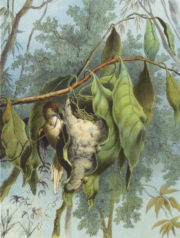 Tailor Bird (chromolitho) af Hector Giacomelli