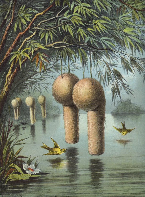Bayaspurven (chromolitho) af Hector Giacomelli