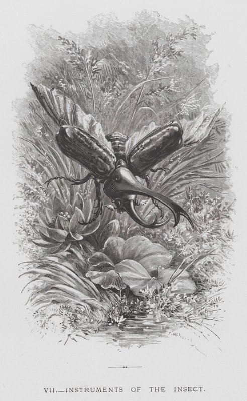 Insektet: Insektets instrumenter (gravering) af Hector Giacomelli