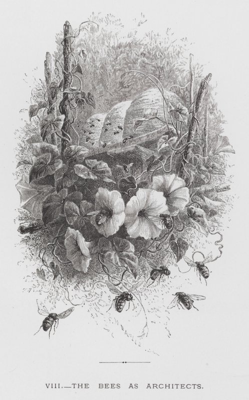 Insektet: Bierne som arkitekter (gravering) af Hector Giacomelli