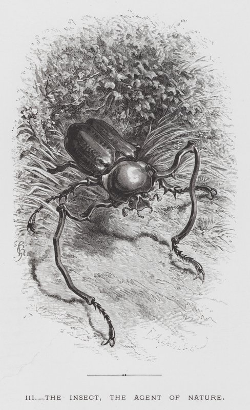 Insektet: Insektet, naturens agent (gravering) af Hector Giacomelli