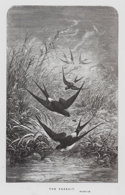 The Insect: The Pursuit (gravering) af Hector Giacomelli