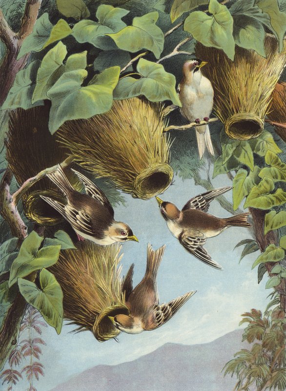 Weaver Bird (chromolitho) af Hector Giacomelli