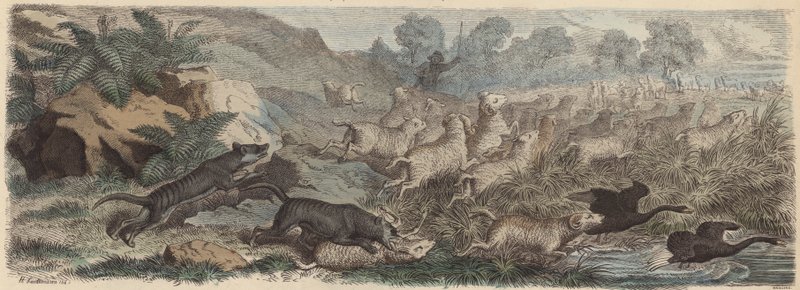 Tasmanske tigre angriber får i Tasmanien (farvet indgravering) af Heinrich Leutemann