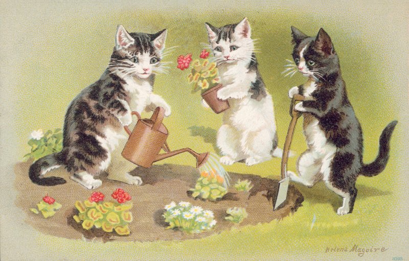 Postkort med kat (farvelitografi) af Helena J. Maguire