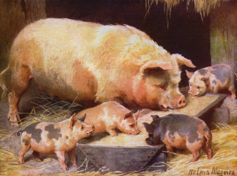 So og smågrise (farve litho) af Helena J. Maguire