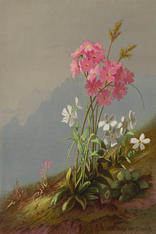 Bjerg blomster af Helga von Cramm