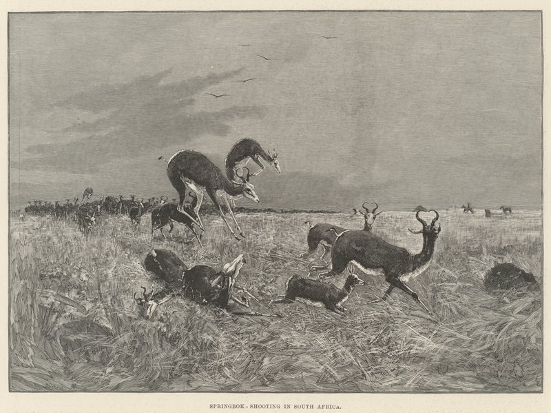 Springbok-skydning i Sydafrika af Henry Charles Seppings Wright