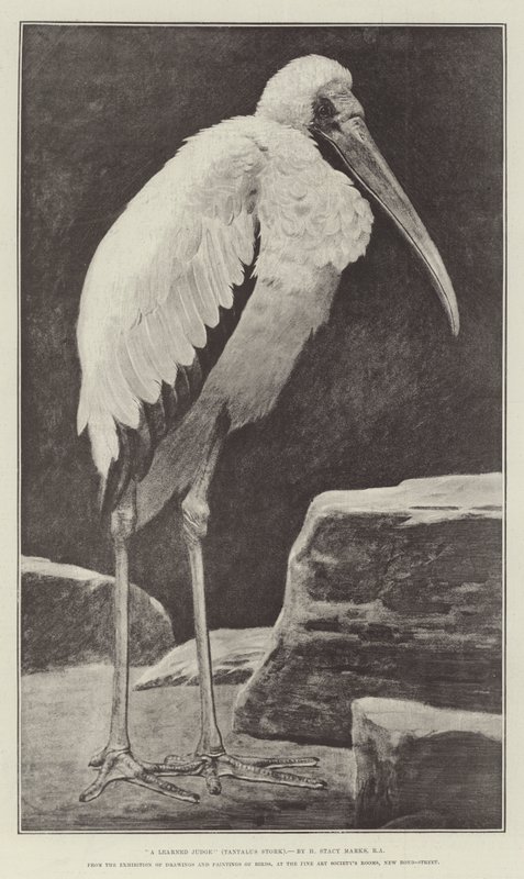 En lærd dommer (Tantalus Stork), fra udstillingen af tegninger og malerier af fugle, i Fine Art Society
