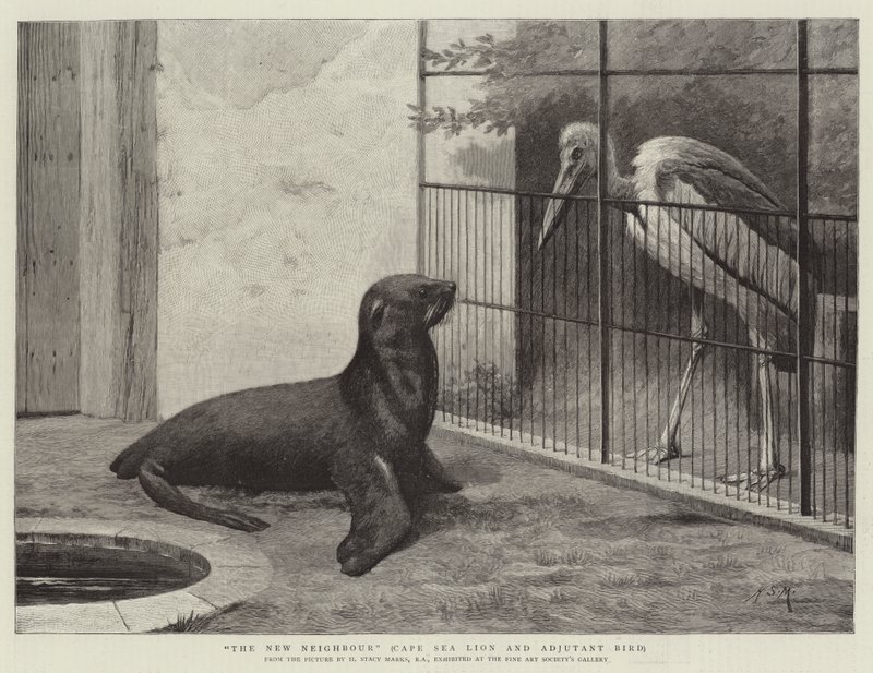 Den nye nabo, Cape Sea Lion og Adjutant Bird af Henry Stacey Marks