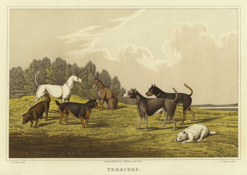 Terriere (chromolitho) af Henry Thomas Alken