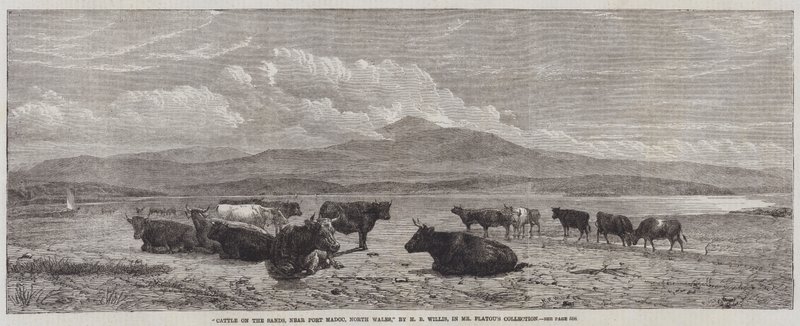 Kvæg på Sands, nær Port Madoc, North Wales af Henry Brittan Willis