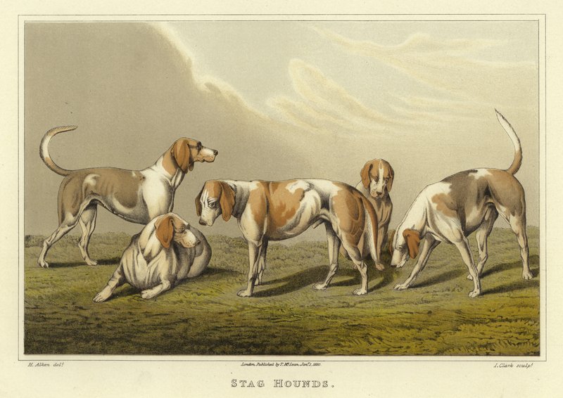 Hjortehunde (chromolitho) af Henry Thomas Alken