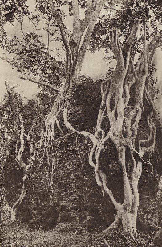 Ceylons ruinerede byer: Kotuwa (s/h-billede) af Henry W. Cave