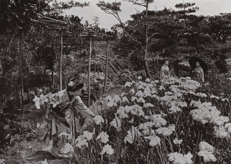 I Iris Garden ved Hori-kiri (s/h foto) af Herbert Ponting