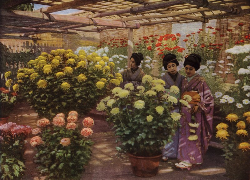 På Chrysanthemum Show (foto) af Herbert Ponting