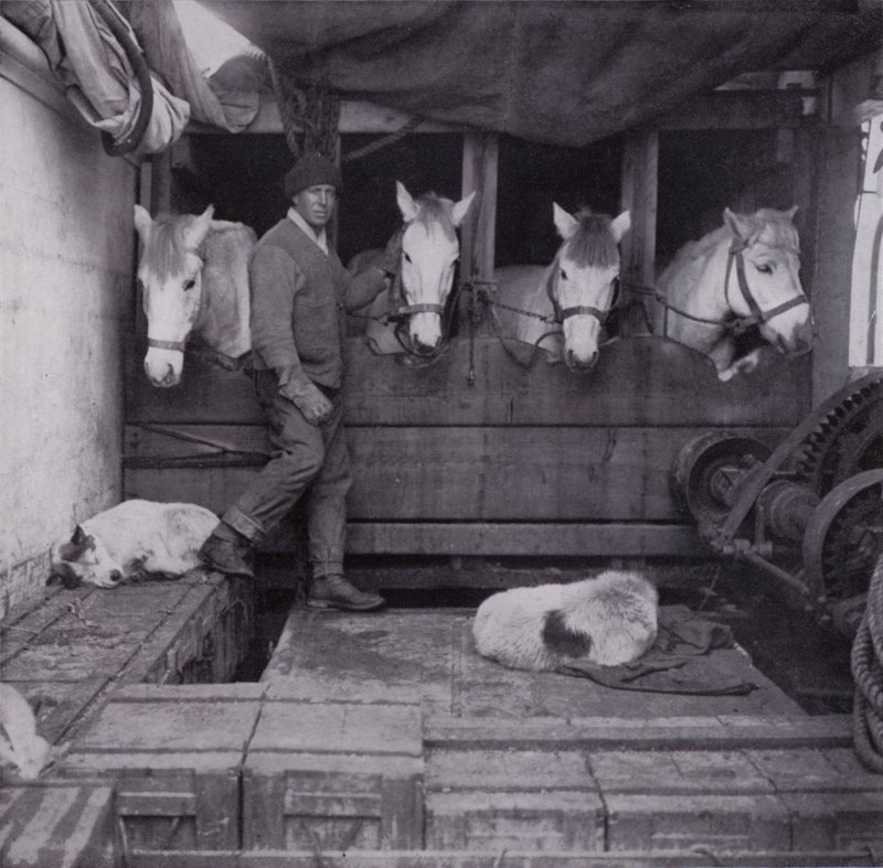 Kaptajn Oates med ponyer og hunde på havet (s/h-billede) af Herbert Ponting