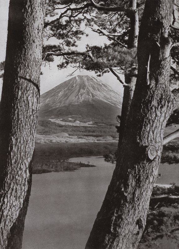 Fuji og fyrretræerne (s/h foto) af Herbert Ponting
