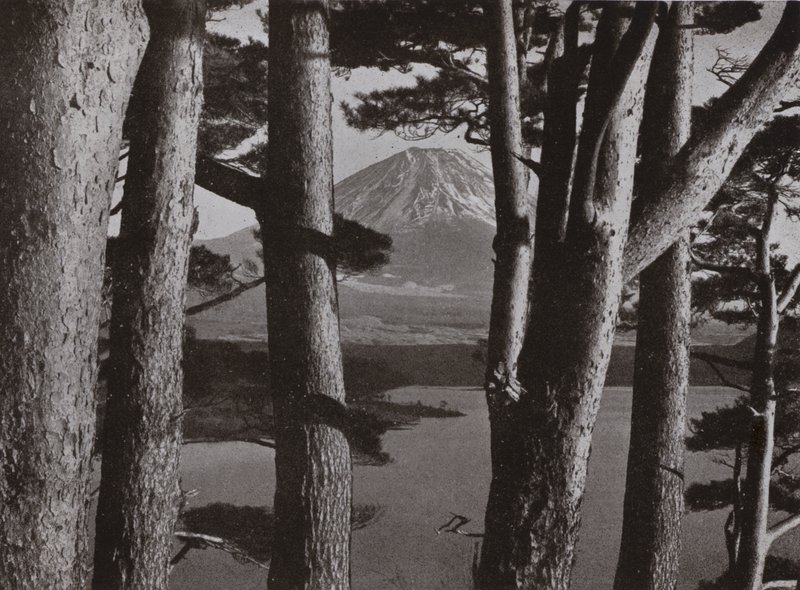 Fuji gennem fyrretræerne (s/h foto) af Herbert Ponting