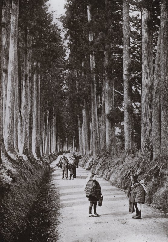 Cryptomerias Avenue ved Nikko (s/h foto) af Herbert Ponting