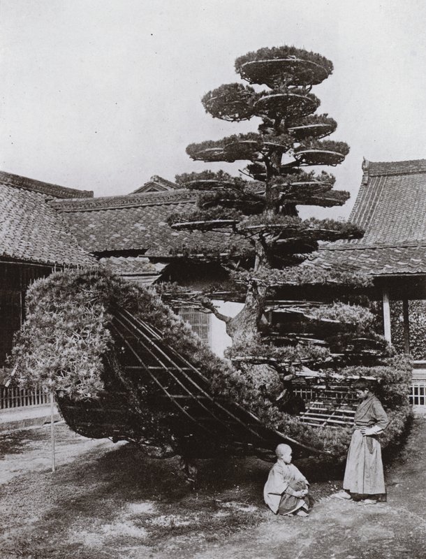 Pine-Tree Junk ved Kinkakuji (s/h foto) af Herbert Ponting