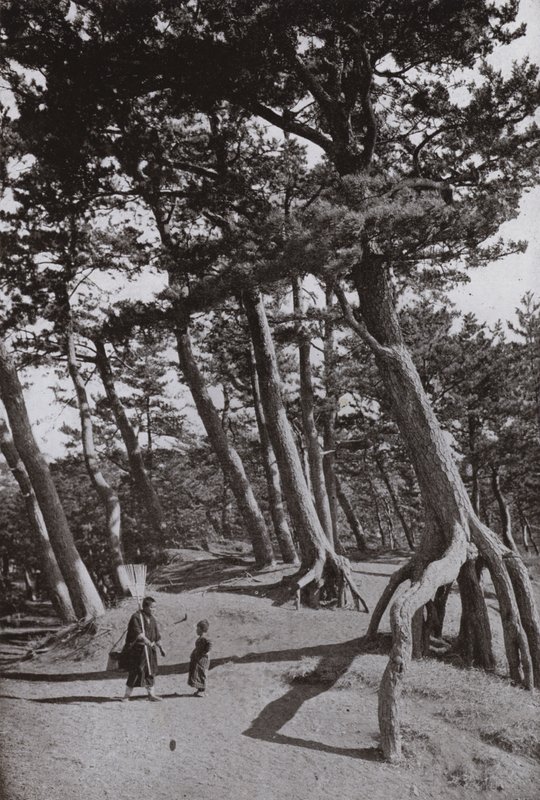 The Pines of Shizu-ura (s/h foto) af Herbert Ponting