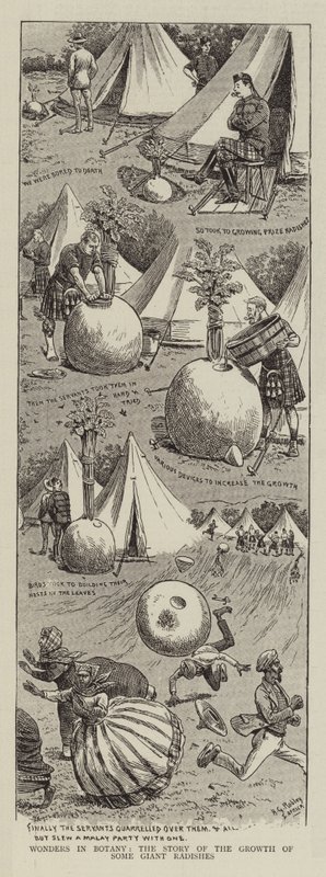 Vidundere i botanik, historien om nogle kæmpe radisers vækst af Horatio Gordon Robley