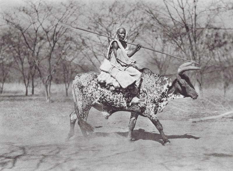 Afrika: Aulad Hamid okse-rytter (s/h-foto) af Hugo Adolf Bernatzik