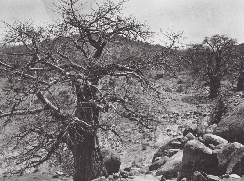 Afrika: Baobab-træ, Dar Nuba (s/h-foto) af Hugo Adolf Bernatzik