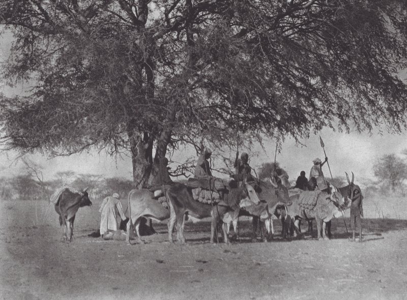 Afrika: Karavane af okseryttere på Den Hvide Nil (s/h-foto) af Hugo Adolf Bernatzik