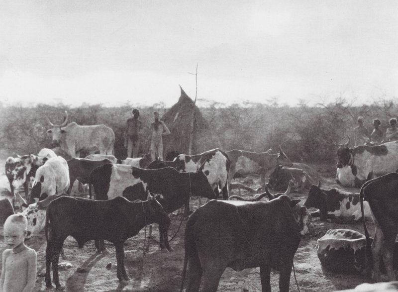 Afrika: Kvægkraal på bredden af Bahr el Zeraf (s/h-foto) af Hugo Adolf Bernatzik