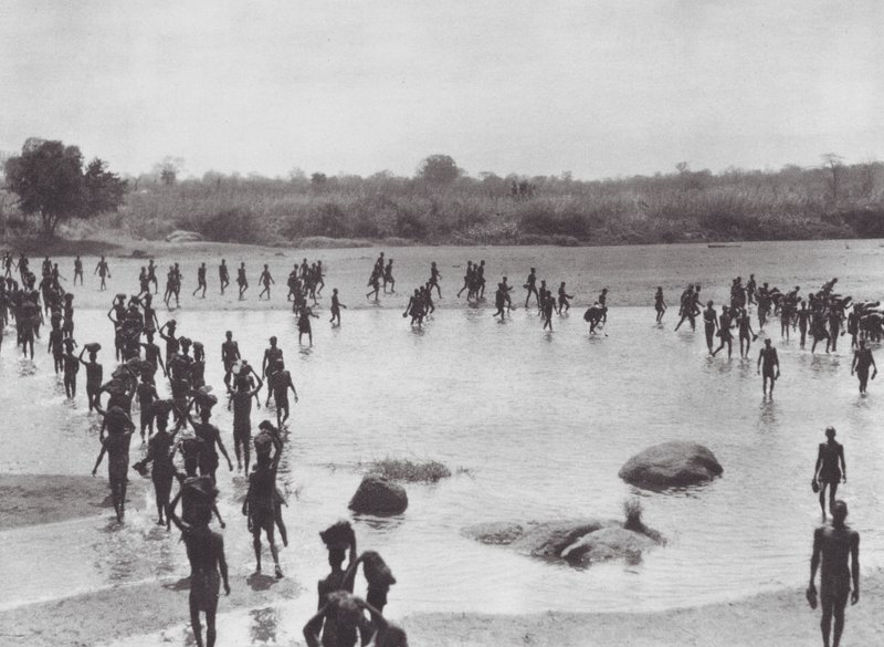 Afrika: Morus bygger en bro nær Amadi (s/h-foto) af Hugo Adolf Bernatzik