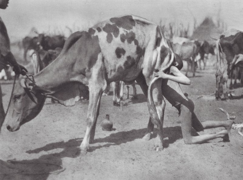 Afrika: Nordlig dinka blæser en ko (s/h-foto) af Hugo Adolf Bernatzik