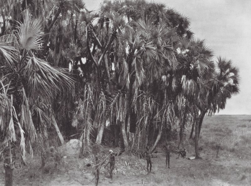 Afrika: Nuer-jægere i et palmetræ (s/h-foto) af Hugo Adolf Bernatzik