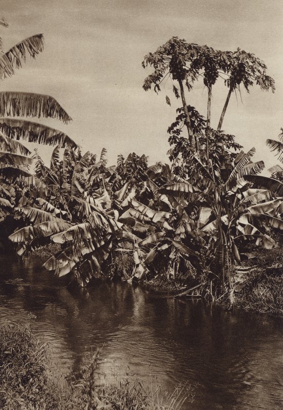 Mexico: Bananer og papaya, Vera Cruz State (s/h-foto) af Hugo Brehme