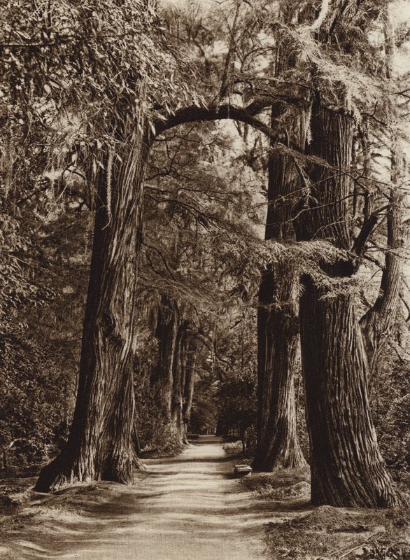 Mexico: Hovedstaden Mejico, Chapultepec Park, Alameda de los Filosofos (s/h-foto) af Hugo Brehme