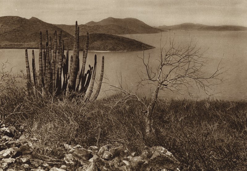 Mexico: Nær Baja Californias kyst (s/h-foto) af Hugo Brehme