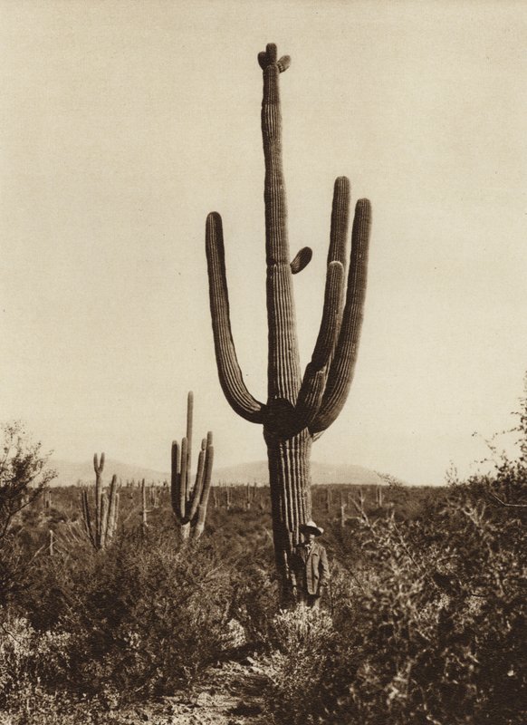 Mexico: "Cereus giganteus" i omegnen af Magdalena, Sonora State (s/h-foto) af Hugo Brehme
