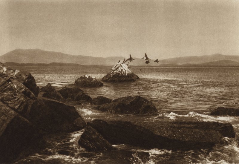 Mexico: Manzanillo-kysten, Pelicanos, Colima State (s/h-foto) af Hugo Brehme