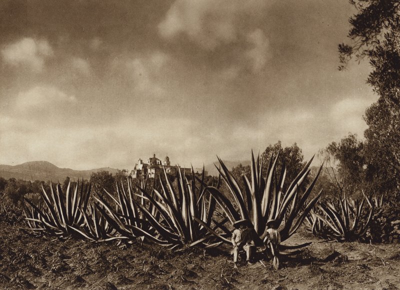 Mexico: Omgivelserne omkring Tepepam med agave-mark (s/h-foto) af Hugo Brehme
