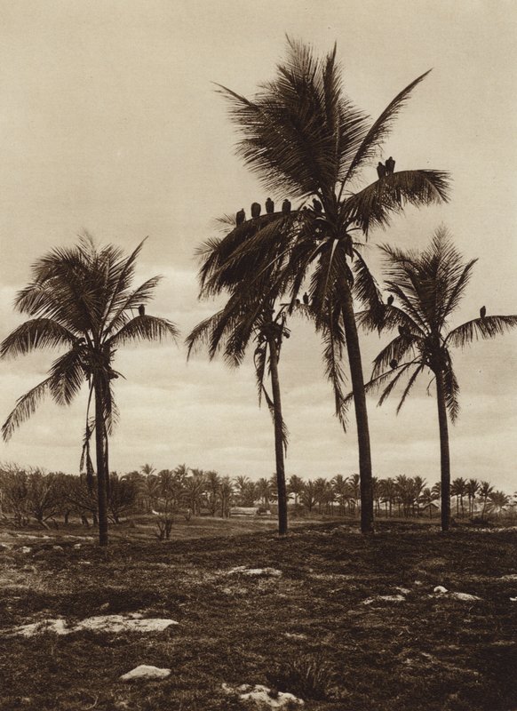 Mexico: Omgivelserne omkring Vera Cruz, Buitres (s/h-foto) af Hugo Brehme