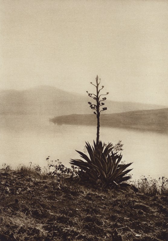 Mexico: Chapala-søens bred med blomstrende agaver (s/h-foto) af Hugo Brehme