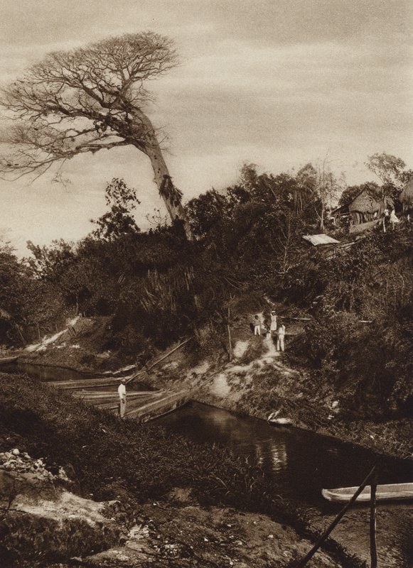 Mexico: Panorama af flod med Ceiba-træ, Vera Cruz State (s/h-foto) af Hugo Brehme