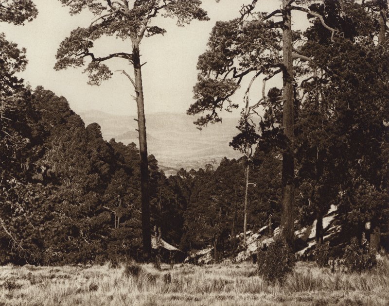 Mexico: Vildt panorama ved foden af Pico de Orizaba (s/h-foto) af Hugo Brehme