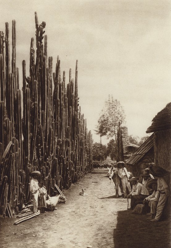 Mexico: Santiago, karakteristisk bygade med kaktusser i form af søjler (s/h-foto) af Hugo Brehme